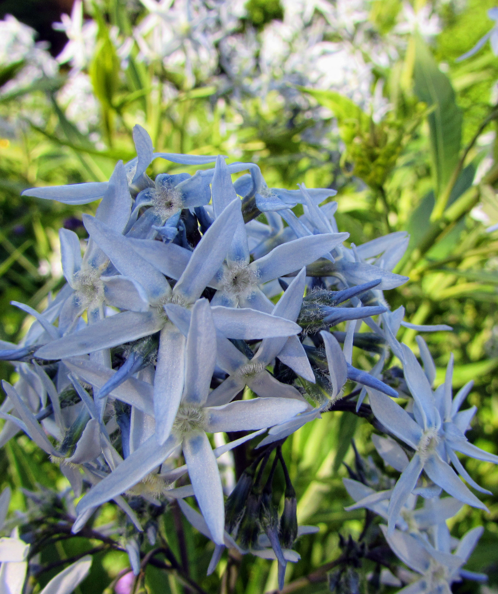 Arkansas Blue Star