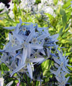 Arkansas Blue Star