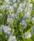 Arkansas Blue Star