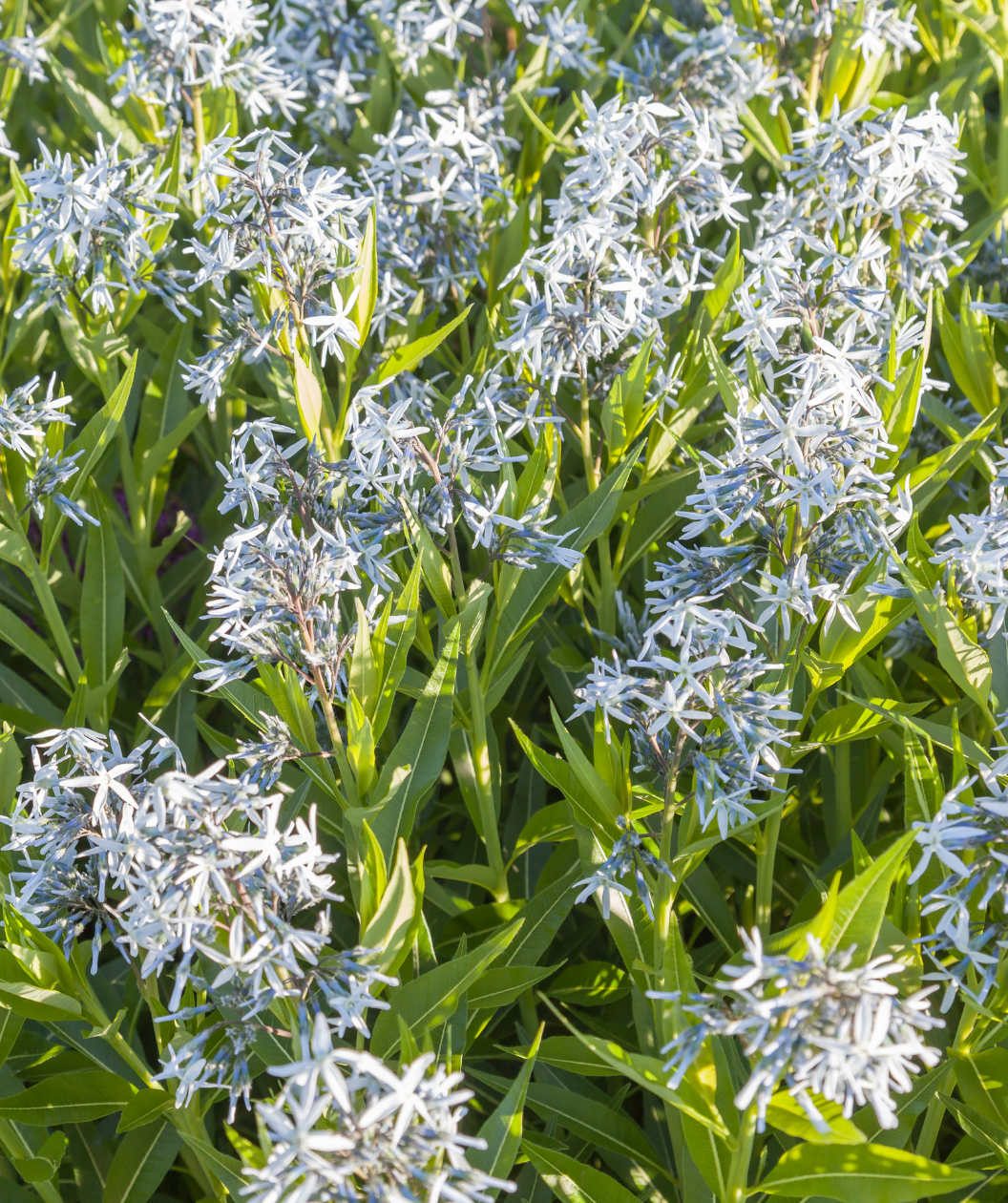Arkansas Blue Star