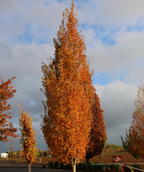 Armstrong Gold Columnar Red Maple in a nursery setting showcasing the orange to red fall color