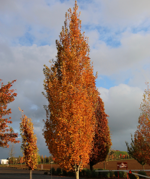 Armstrong Gold Columnar Red Maple in a nursery setting showcasing the orange to red fall color