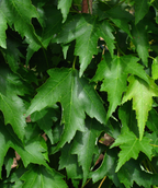 A closeup of the Armstrong Gold Columnar Red Maple leaf with its dark green color