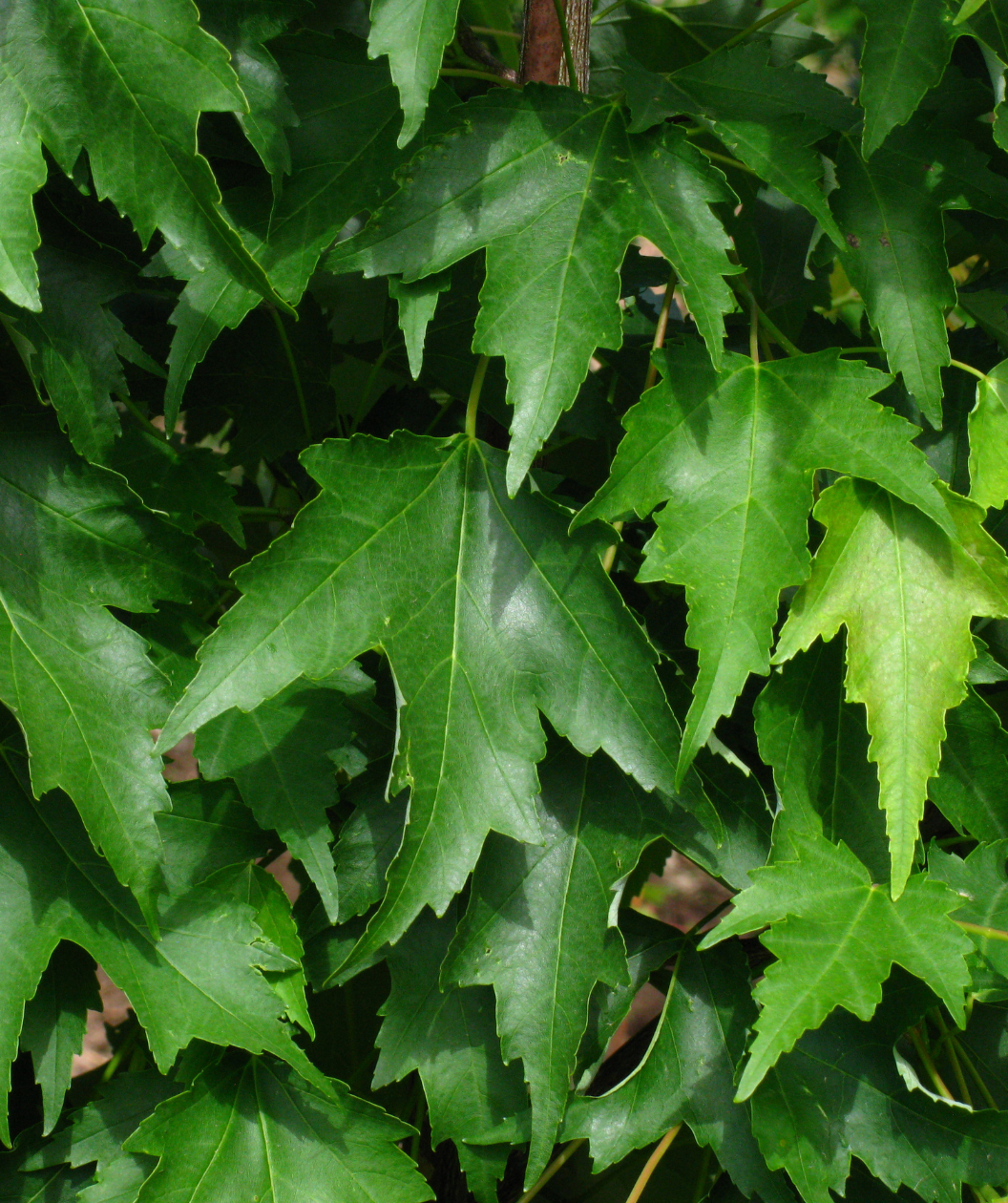 A closeup of the Armstrong Gold Columnar Red Maple leaf with its dark green color