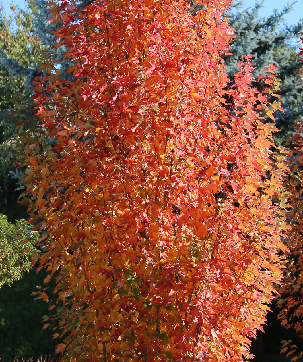 Armstrong Gold Columnar Red Maple showcasing its beautiful red, orange and yellow fall color