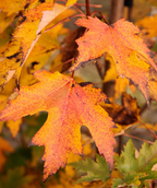 A close up of the orange to red fall color of the Armstrong Gold Columnar Maple as it transitions to fall