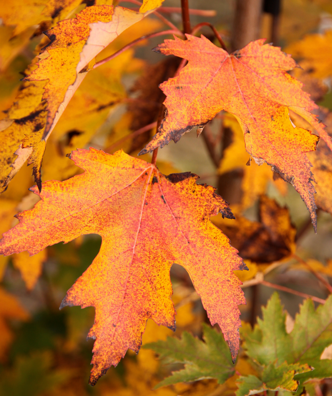 A close up of the orange to red fall color of the Armstrong Gold Columnar Maple as it transitions to fall