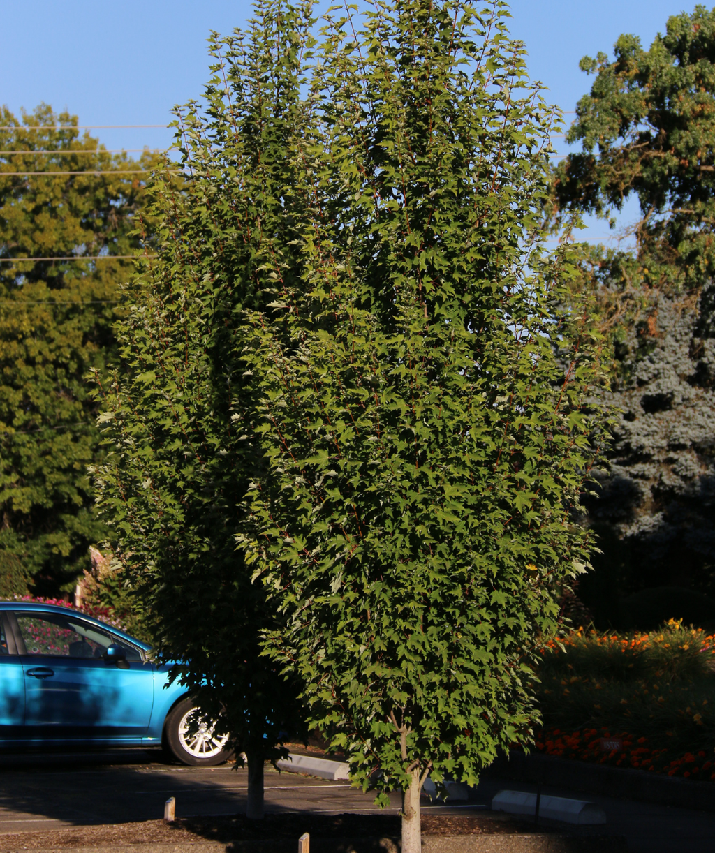 Armstrong Gold Columnar Red Maple in a landscape setting with green leaves