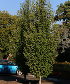 Armstrong Gold Columnar Red Maple in a landscape setting with green leaves