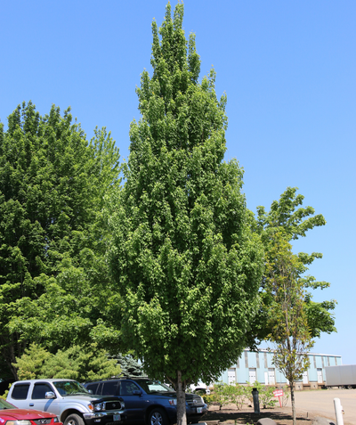 Armstrong Gold Columnar Red Maple planted in a landscape setting with green leaves