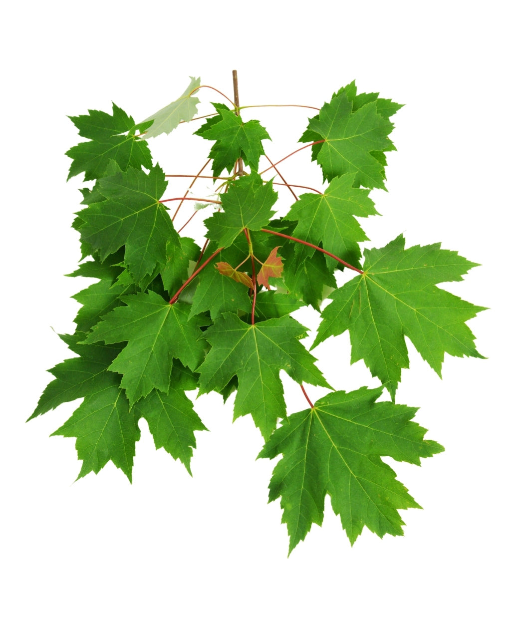 Close up of a branch of maple shaped deep green cluster of leaves with red branches