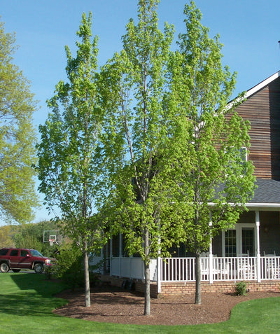 Three Armstrong Red Maples planted in a landscape, upright branching with green lobed leaves and a gray trunk