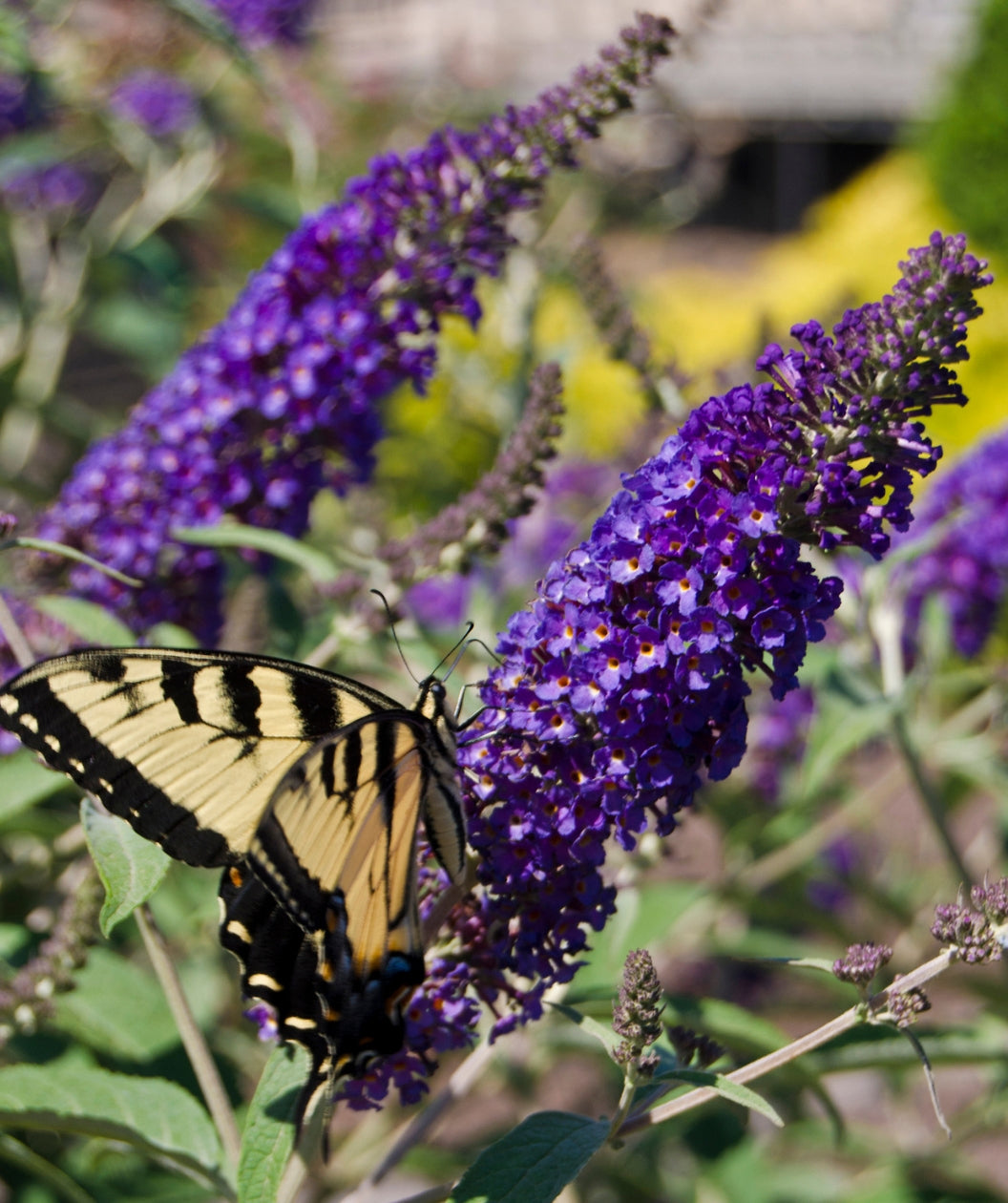 Close up of Asian Moon Butterfly Bush flowers, long cluster of lots of small purple tubular flowers with yellow centers being pollinated by an eastern tiger swallowtail butterfly