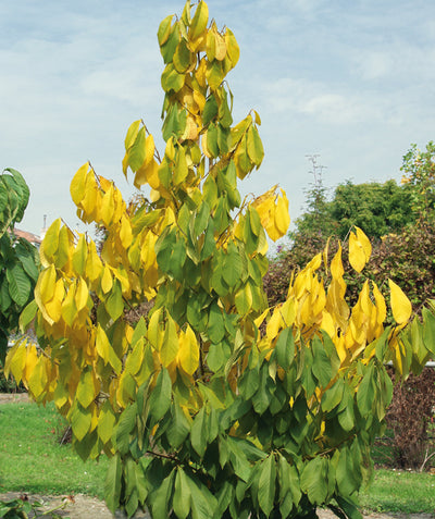 NC-1 Pawpaw growing in an early fall landscape, in early fall the large green oblong leaves start to change to hues of yellow