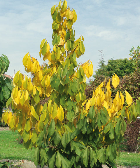 AsiminaTrilobaNC-1_1_480x.jpg?