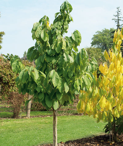 Overlease Pawpaw planted in a landscape, slightly upright branching covered in long green oval shaped leaves