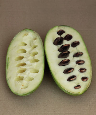 Allegheny Pawpaw fruit cut open, oval shaped fruit with green skin that surrounds the very light green almost white flesh of the fruit with many dark brown oval shaped seeds