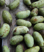 Various Potomac Pawpaw fruits, oval shaped green skin fruit