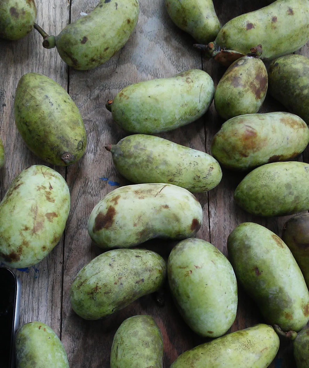 Various Potomac Pawpaw fruits, oval shaped green skin fruit