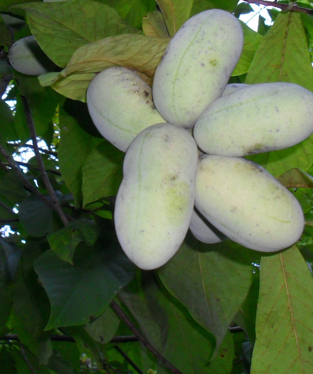 Various Prolific Pawpaw fruit hanging from the tree, oval shaped green skin fruit