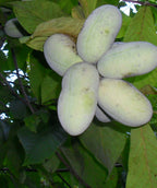 Various Prolific Pawpaw fruit hanging from the tree, oval shaped green skin fruit