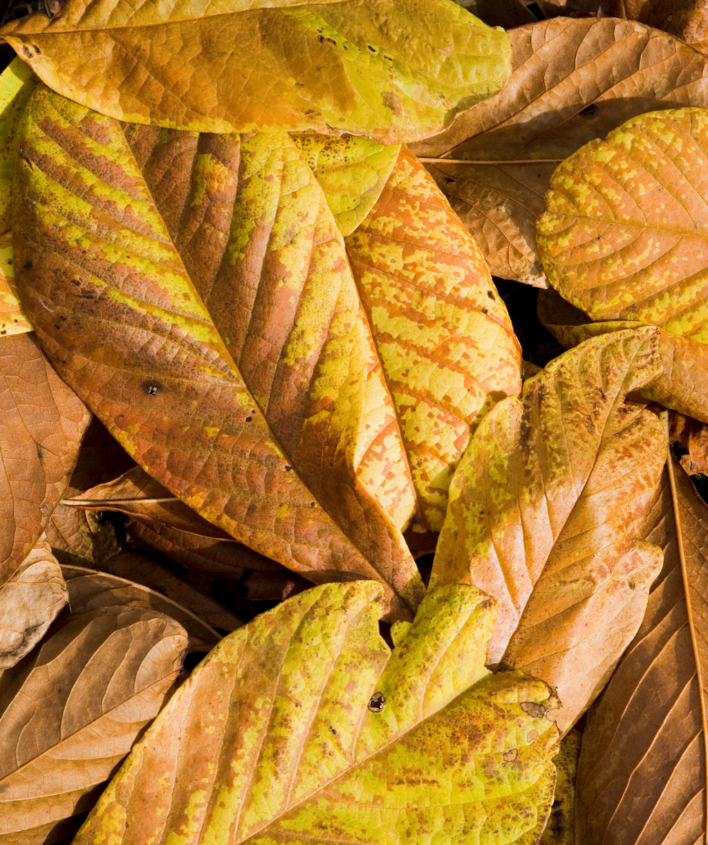 Rappahannock Pawpaw fall leaves, large oblong yellow and brown late fall leaves