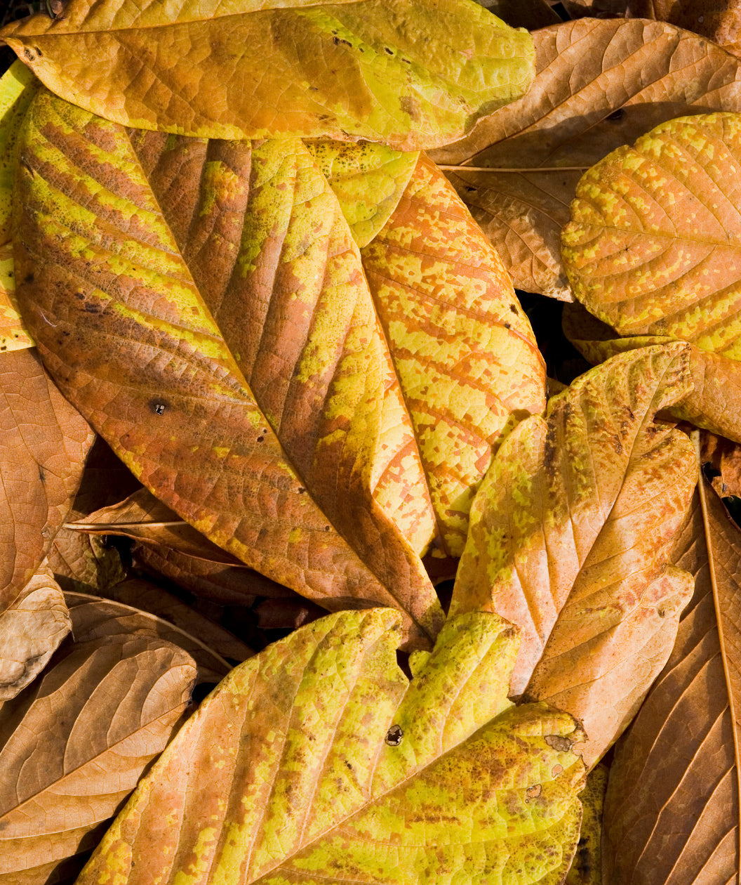 Rappahannock Pawpaw fall leaves, large oblong yellow and brown late fall leaves
