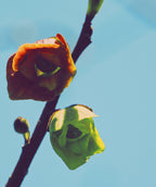 Close up of Shenandoah Pawpaw flowers, 2 droopy slightly fuzzy flowers one being burgundy in color while the other is green in color