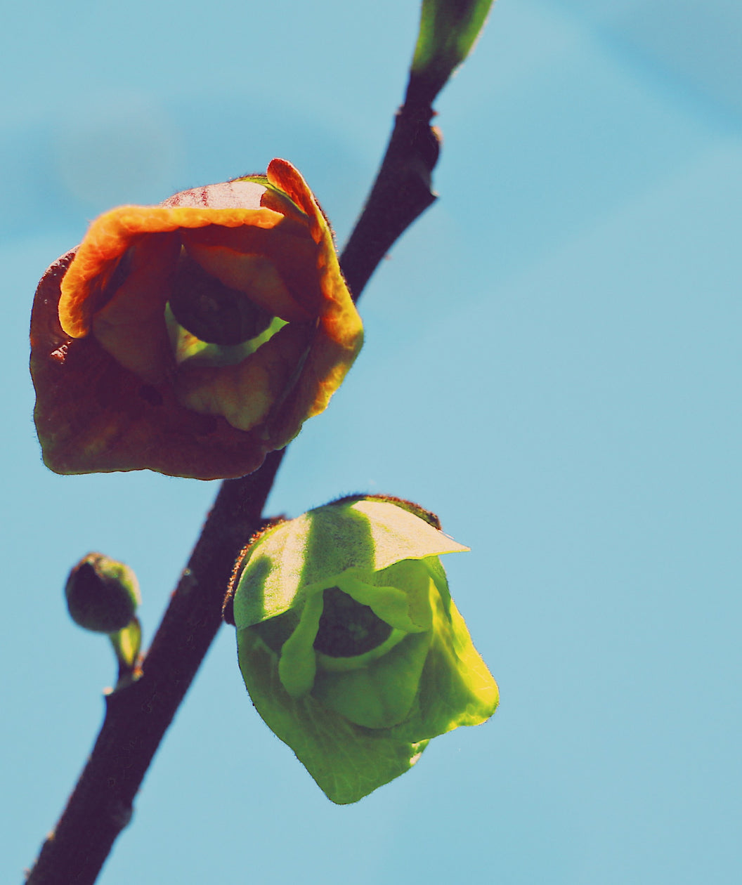 Close up of Shenandoah Pawpaw flowers, 2 droopy slightly fuzzy flowers one being burgundy in color while the other is green in color
