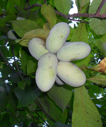 Several Wells Pawpaw fruit hanging from tree, oval shaped green skin fruit