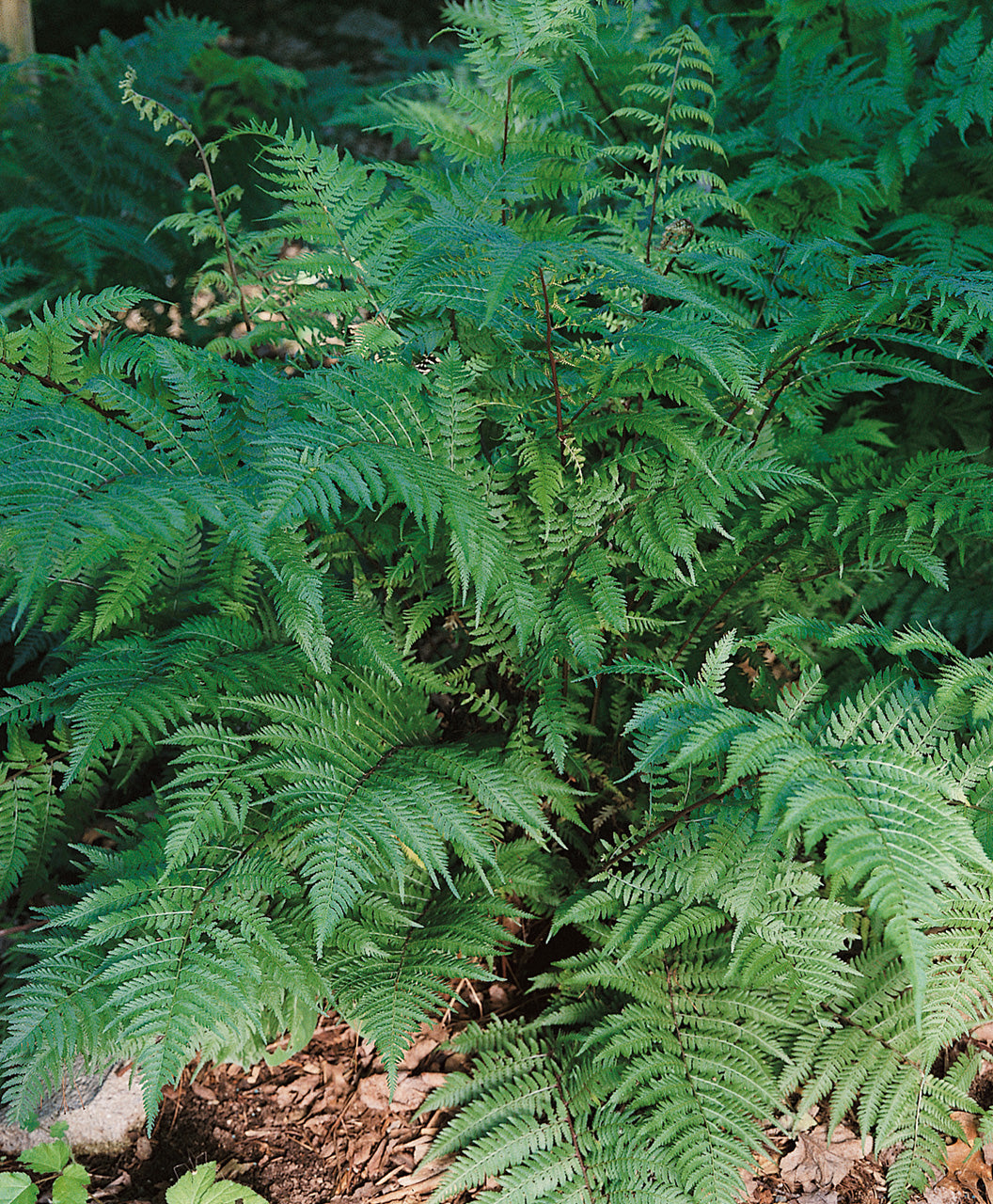 A Lady in Red Lady Fern planting in a landscape showing that feathery bright green foliage on a dark red stem