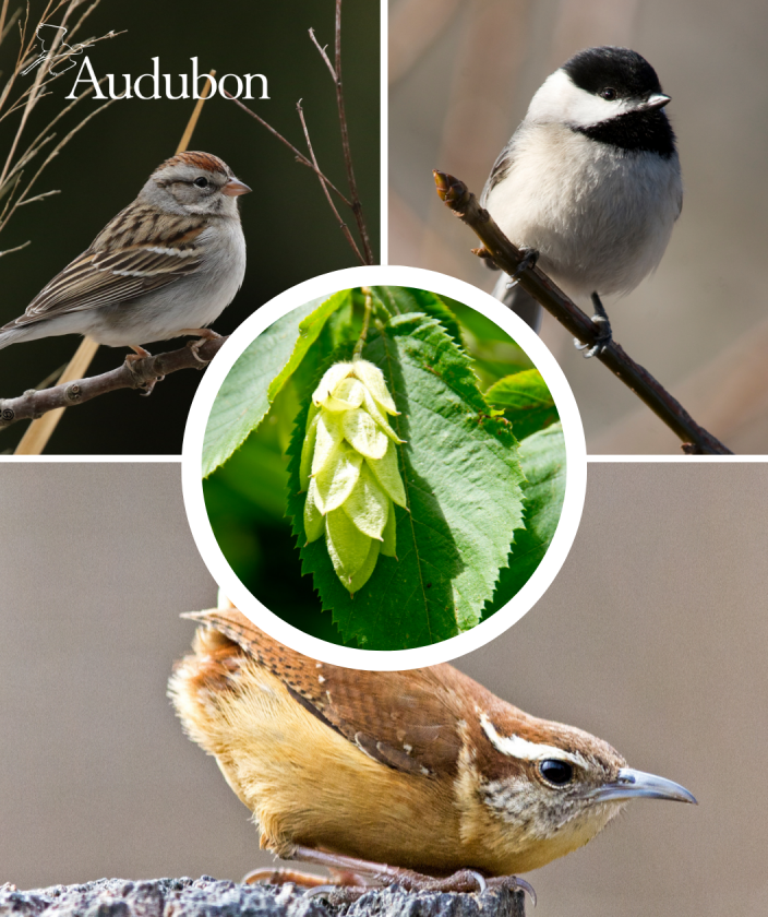 Audubon® Native American Hop Hornbeam Treeling