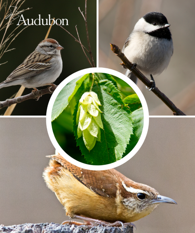 Audubon Native American Hop Hornbeam and native birds