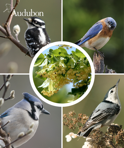 Audubon Native American Linden and native birds
