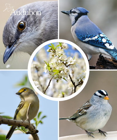 Audubon Native American Plum and native birds
