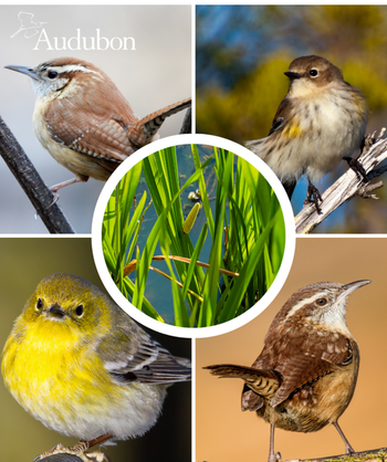 Audubon American Sweetflag and native birds