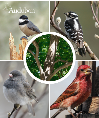 Audubon American Sycamore and native birds