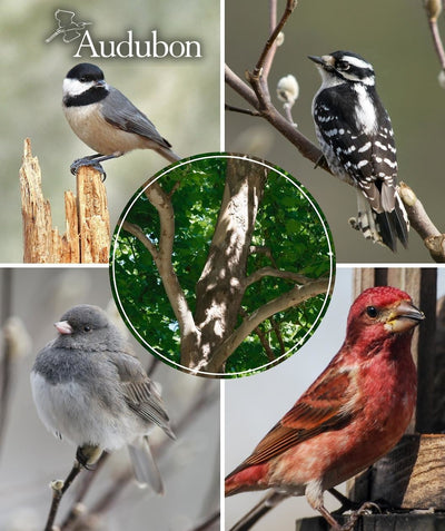 A look at Audubon Native American Sycamore bark, brown-gray colored exfoliating bark breaks away to show a whitish colored underbark, surrounded by pictures of birds