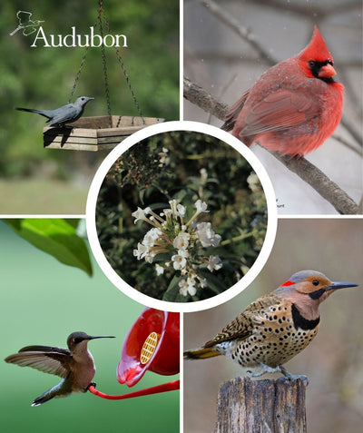 Audubon Native Aquatic Milkweed and native birds