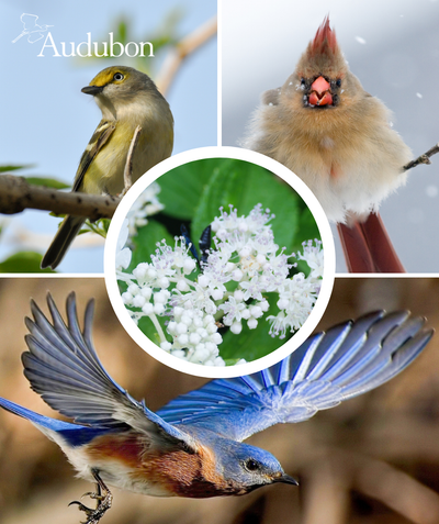Audubon Arrowwood Viburnum and native birds