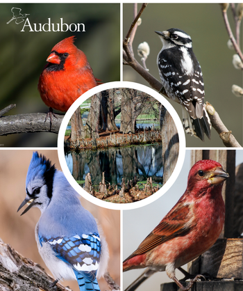 Audubon Native Bald Cypress and native birds