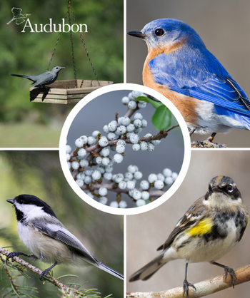 Audubon Native Northern Bayberry and native birds