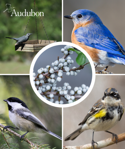 Audubon Native Northern Bayberry and native birds