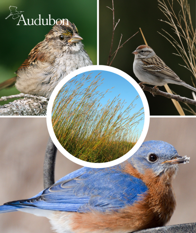 Audubon Native Big Bluestem and native birds