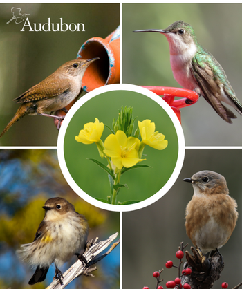 Audubon Native Bigfruit Evening Primrose and native birds
