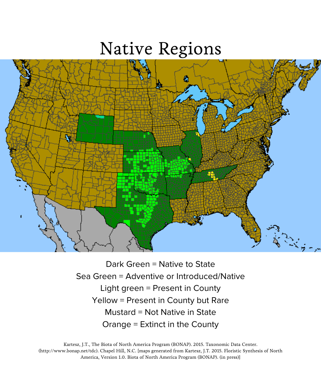 Audubon® Native Bigfruit Evening Primrose Bower & Branch