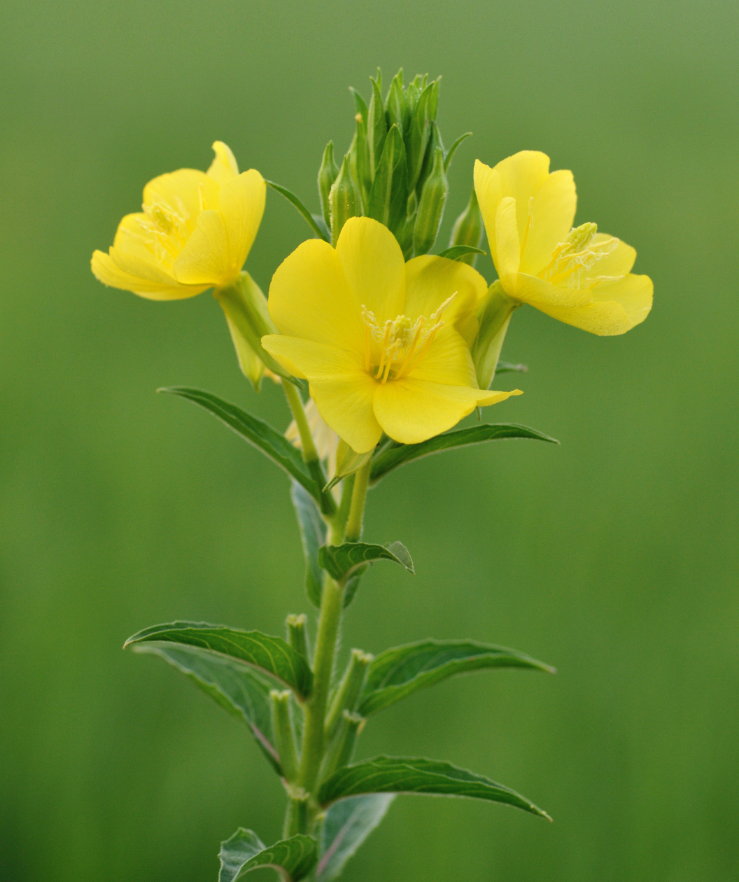 Audubon® Native Bigfruit Evening Primrose Bower & Branch