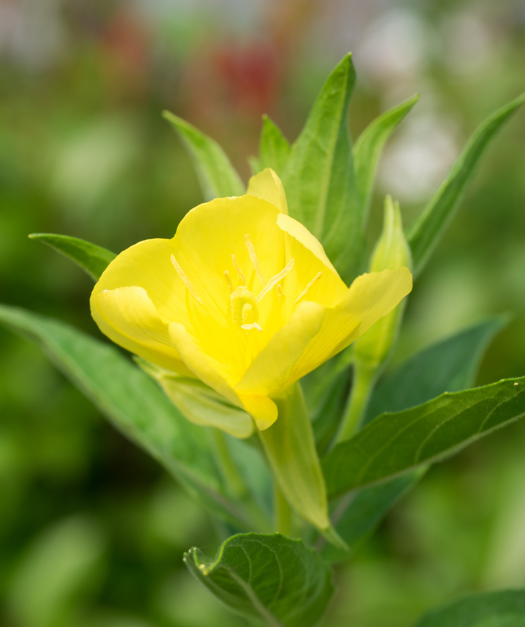 Audubon® Native Bigfruit Evening Primrose Bower & Branch