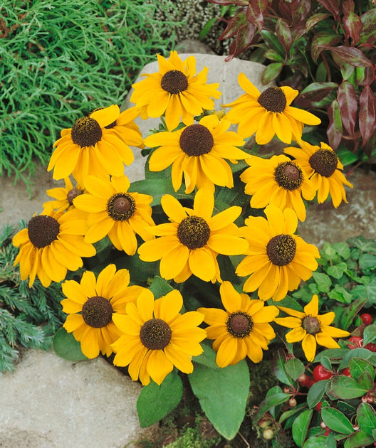 Audubon® Native Black-Eyed Susan | Bower & Branch