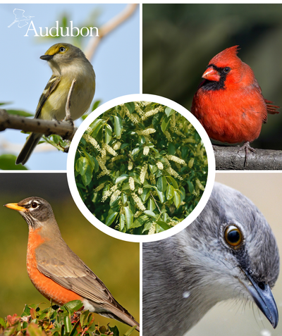 Audubon Native Black Cherry and native birds